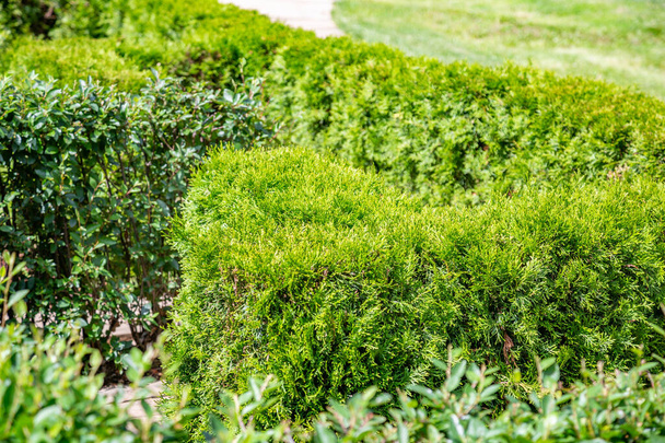 Um exemplo de aparar um arbusto decorativo verde com paisagismo jardim
 - Foto, Imagem
