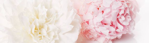 Romantisch spandoek, delicate witte pioenrozen bloemen close-up. Geurende roze bloemblaadjes - Foto, afbeelding
