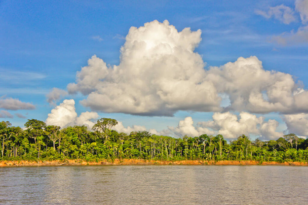 Amazon Basin, Peru, South America - Фото, изображение