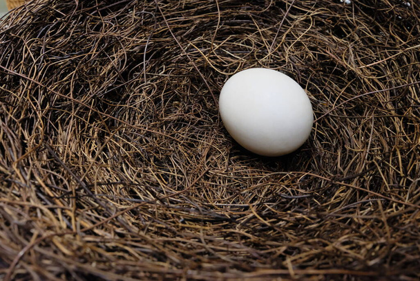 крупним планом одне яйце в гнізді
 - Фото, зображення