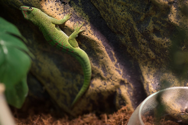 Madagaszkári óriás gekkó zöld színben, piros foltokkal. - Fotó, kép