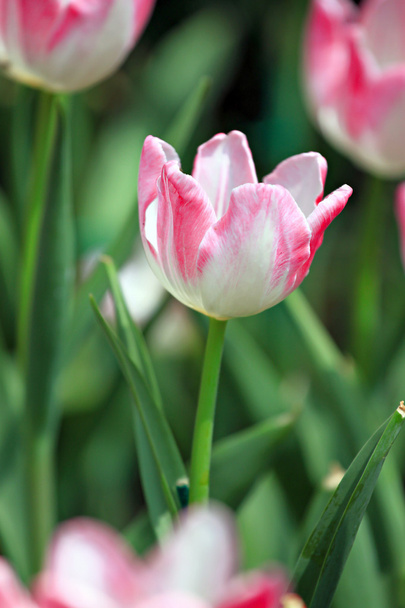 White Tulips and soft pink. - Photo, Image