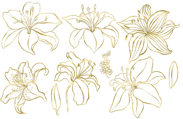 Graphic set with gold lily flowers.  - Foto, immagini