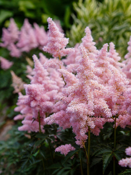 blooming pink astilbe japonica at garden - Photo, Image