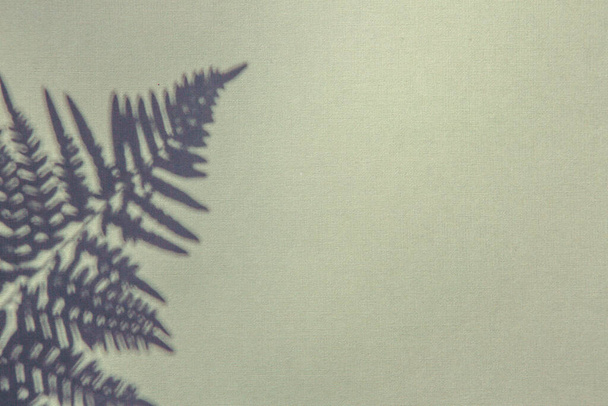 тень листьев папоротника на стене с копировальным пространством - Фото, изображение
