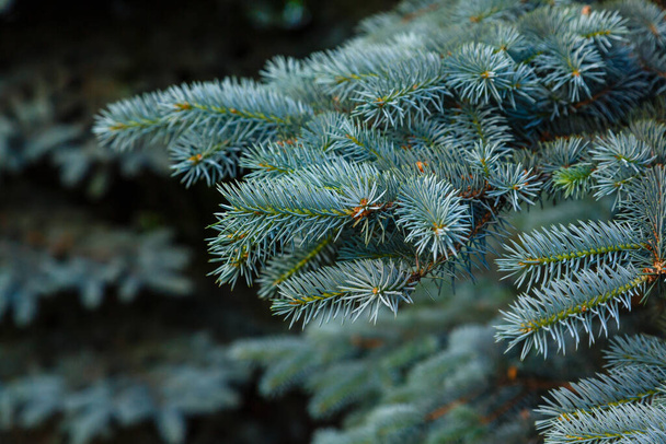 blue spruce branches with needles, close up shot - Photo, Image