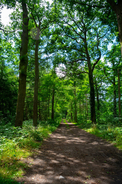 Zomer wandelen in oud eikenbos met grote groene bomen - Foto, afbeelding