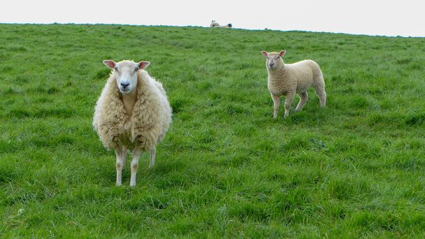 İngiltere 'de yeşil çimenli beyaz koyun. - Fotoğraf, Görsel