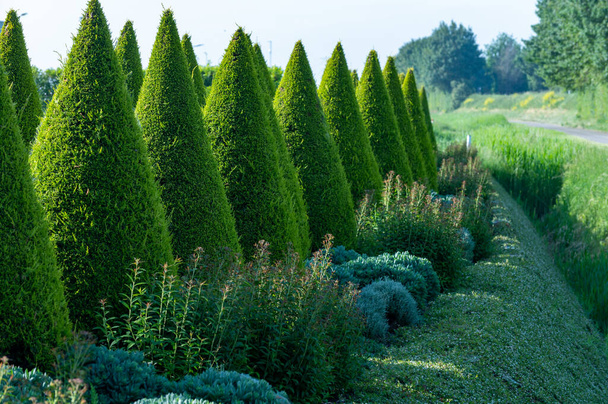 Árvores coníferas thuja cônicas verdes bem tratadas no jardim
 - Foto, Imagem
