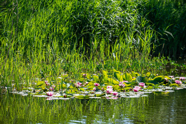 Άνθος του ροζ υδρόβιου λωτού λουλούδια στη λίμνη του δάσους το καλοκαίρι - Φωτογραφία, εικόνα