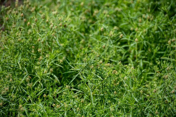Βοτανική συλλογή των φαρμακευτικών και βρώσιμων φυτών, Plantago ovata, ή ξανθιά plantain, έρημο Ινδικό σιτάρι, ξανθά φυτά psyllium το καλοκαίρι - Φωτογραφία, εικόνα