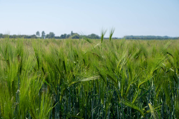 Spring barley grain fields with unripe green crops, main ingredient for whisky drink - Photo, Image