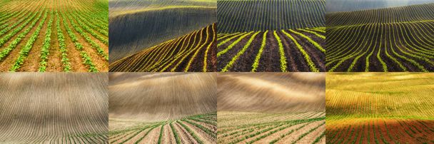 Landwirtschaft Collage Konzept, Fields Collage - Foto, Bild