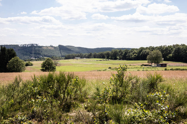 Хизер пейзаж с травами и отдельными деревьями - Фото, изображение