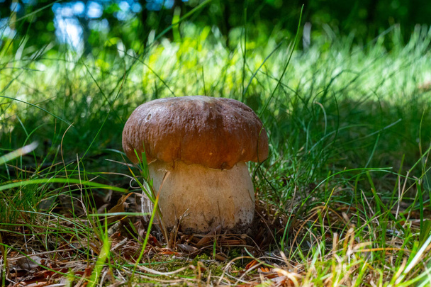 King of tasty edible mushrooms, boletus edulis porcini cepe growing in forest - Photo, Image