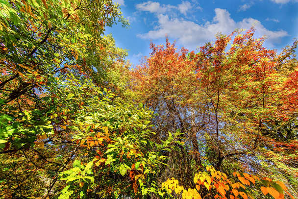 Сочі-дендрарій має широкий спектр дерев і чагарників, особливо яскрава восени. Особливо вартим уваги є те, що тут дерева живуть згідно з власним розкладом, цвітуть і приносять плоди в різний час.. - Фото, зображення