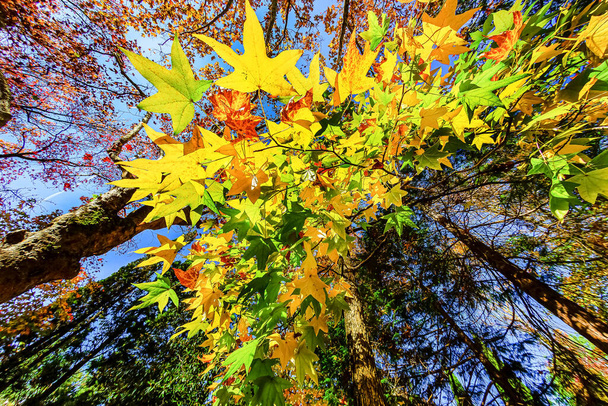 Сочі-дендрарій має широкий спектр дерев і чагарників, особливо яскрава восени. Особливо вартим уваги є те, що тут дерева живуть згідно з власним розкладом, цвітуть і приносять плоди в різний час.. - Фото, зображення