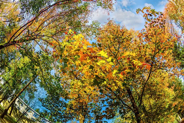Soči arboretum má širokou škálu stromů a keřů, zejména v parku na podzim. Je obzvláště pozoruhodné, že zde stromy žijí podle svého vlastního rozvrhu, rozkvétají a přinášejí ovoce v různých časech. - Fotografie, Obrázek