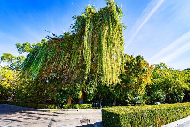 Soči arboretum má širokou škálu stromů a keřů, zejména v parku na podzim. Je obzvláště pozoruhodné, že zde stromy žijí podle svého vlastního rozvrhu, rozkvétají a přinášejí ovoce v různých časech. - Fotografie, Obrázek