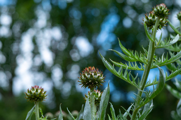Βοτανική συλλογή φυτών και βοτάνων, Cardoon ή Cynara cardunculus ή αγκινάρας, βρώσιμα φυτά το καλοκαίρι - Φωτογραφία, εικόνα