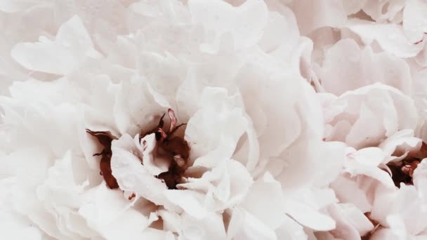 Белые пионы в цвету, пастельные пионы цветы, как праздник, свадьба и цветочный фон - Кадры, видео