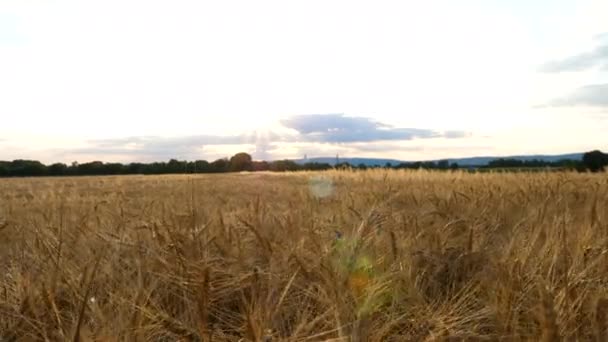 Caminhando lentamente através de um campo de trigo, área agrícola
 - Filmagem, Vídeo