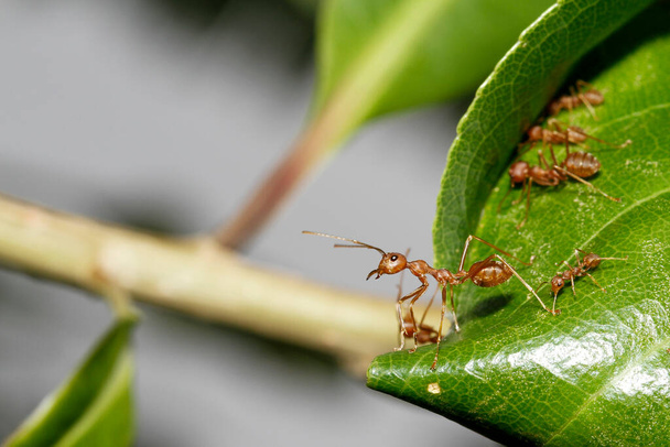 Tayland 'da yeşil yapraklı kırmızı karıncayı kapat. - Fotoğraf, Görsel