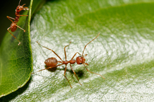 Gros plan fourmi rouge sur feuille verte dans la nature à thailand - Photo, image
