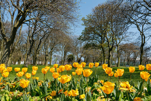 Yellow tulips in a garden scene, with trees in the background in spring. - Фото, зображення