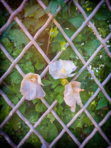 Vadlé květy trčící z drátěného pletiva - Fotografie, Obrázek