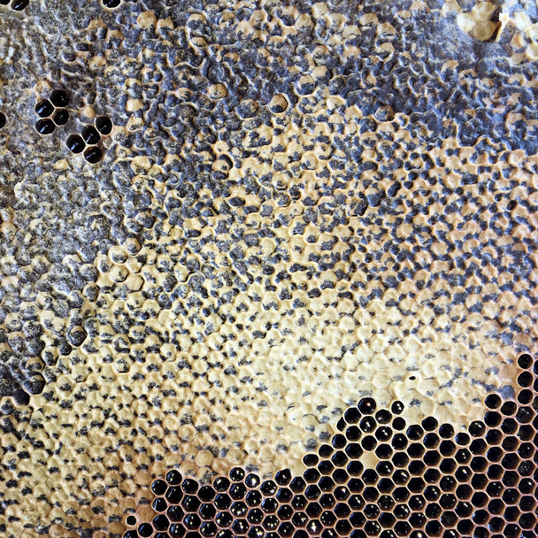 Αφηρημένη εξάγωνη δομή είναι κηρήθρα από κυψέλη μέλισσας γεμάτη με χρυσό μέλι. Σύνθεση καλοκαιρινής κυψέλης αποτελούμενη από κολλώδες μέλι από χωριό μελισσών. Μέλι αγροτικό μελισσών κηρήθρες στην ύπαιθρο. - Φωτογραφία, εικόνα