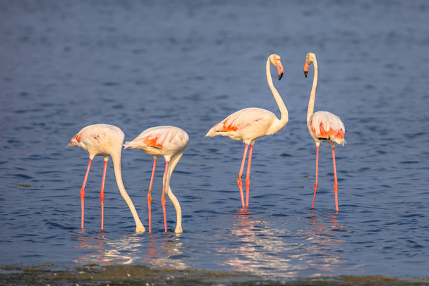 Четыре птицы фламинго (Phoenicopterus roseus), общающиеся и кормящиеся на мелководье природного заповедника Камарк, Кот-д 'Азур, Южная Франция - Фото, изображение