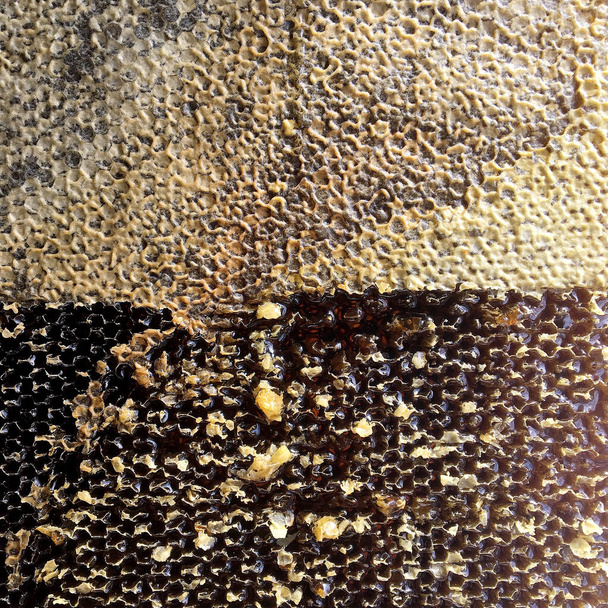 Egy csepp mézcseppet a hatszögletű, arany nektárral töltött méhecskékből. Méhsejt fésű nyári összetétele, amely csepp természetes méz, csepegtető viasz keret méh. Méhcsepp a mézes fésűben. - Fotó, kép