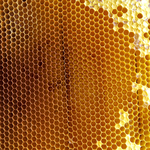 Estructura hexágono abstracta es panal de abeja colmena llena de miel de oro. Composición de verano panal que consiste en miel pegajosa de pueblo de abejas. Miel rural de abejas panales al campo. - Foto, Imagen