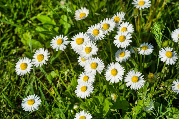 Witte Daisy bloeit op lentedag in de natuur. Selectieve focus. Natuurlijke achtergrond - Foto, afbeelding
