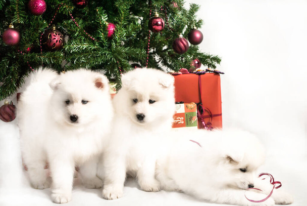 Three beautiful white puppy playing under the Christmas tree - Foto, Bild