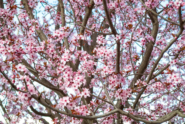 Όμορφο ροζ άνθη κερασιάς Sakura λουλούδι σε πλήρη άνθιση στο πάρκο της φύσης. Επιλεκτική εστίαση - Φωτογραφία, εικόνα