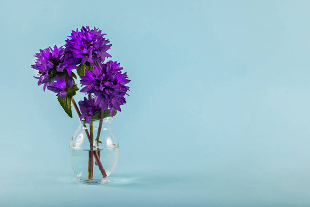 Fioletowe kwiaty w wazonie z wodą odizolowaną na niebieskim tle z miejscem na tekst - Zdjęcie, obraz