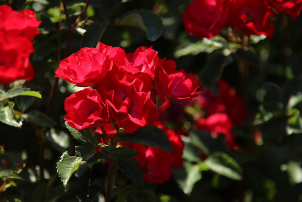 Rose La Belle Rouge in the Flora Rosarium in the village of Boskoop in the Netherlands in red color  - Photo, Image