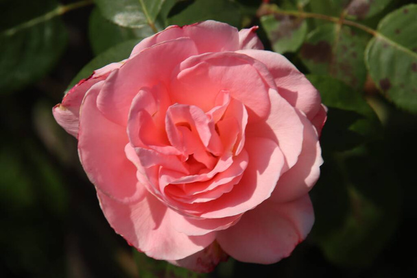 Róża Różowy Ocean w Flora Rosarium w miejscowości Boskoop w Holandii w kolorze różowym  - Zdjęcie, obraz