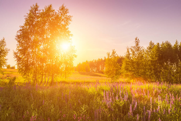 Sonnenuntergang oder Sonnenaufgang auf einem Feld mit violetten Lupinen, wilden Nelken und jungen Birken bei klarem Sommerwetter und wolkenlosem Himmel. Landschaft. - Foto, Bild