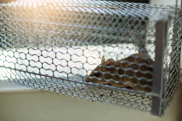 Selective focus to rat eye in a cage at home or office. Close-up mice or rat caught in a trap. - Photo, Image