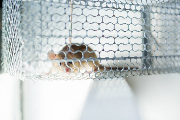 Selektive Fokussierung auf das Rattenauge im Käfig zu Hause oder im Büro. Großaufnahme Mäuse oder Ratte in einer Falle gefangen. - Foto, Bild