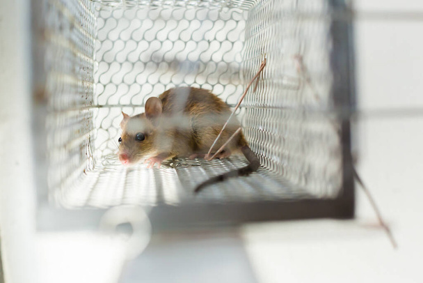 Enfoque selectivo a ojo de rata en una jaula en casa u oficina. Ratones o ratas de cerca atrapados en una trampa
. - Foto, Imagen