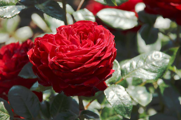 Rose Nostalgie in the Flora Rosarium in the village of Boskoop in the Netherlands in red color  - Photo, Image