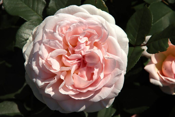 Rose Marchenzauber in the Flora Rosarium in the village of Boskoop in the Netherlands in pink color  - Photo, Image
