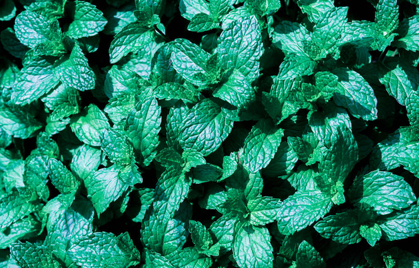 Texture de feuilles vertes colorées sur branche dans un fond sombre avec bleu menthe, nature verdure papier peint floral jungle tropicale motif écologie concept d'environnement vert, feuilles vertes mur backgroun - Photo, image