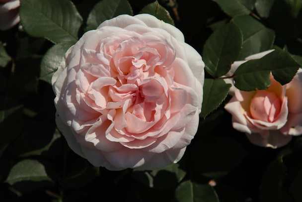 Rose Marchenzauber in the Flora Rosarium in the village of Boskoop in the Netherlands in pink color  - Photo, Image