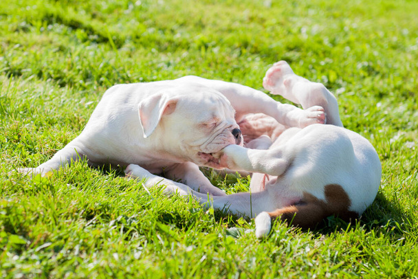 Két vicces amerikai Bulldog kiskutya játszik. - Fotó, kép