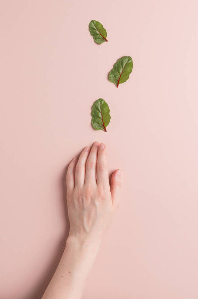 Woman hand and salad leaves on minimal pink background. a woman's hand reaches for the mangold or swiss chard leaves - Фото, зображення